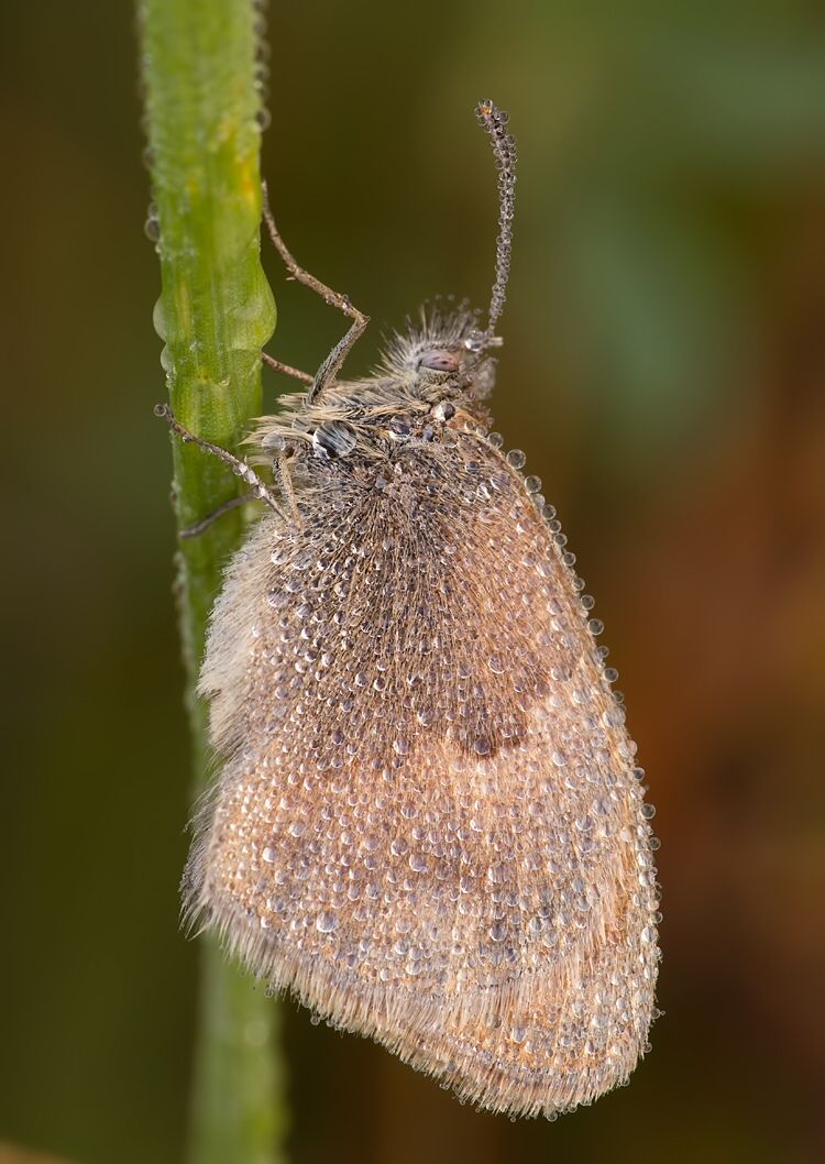 Coenonympha pamphilus