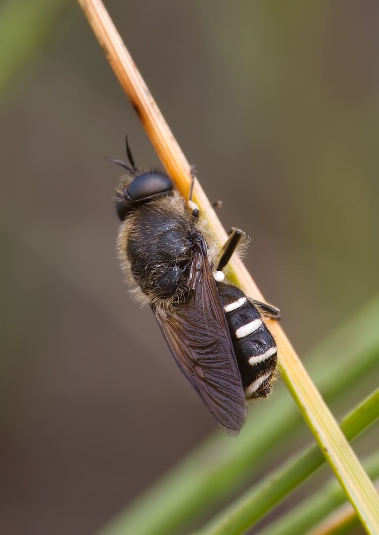 Lasiopa villosa