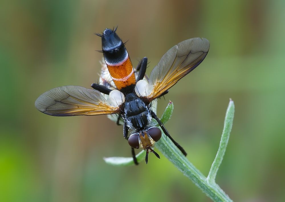 Cylindromyia brassicaria