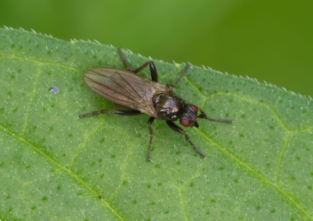 Copromyza stercoraria