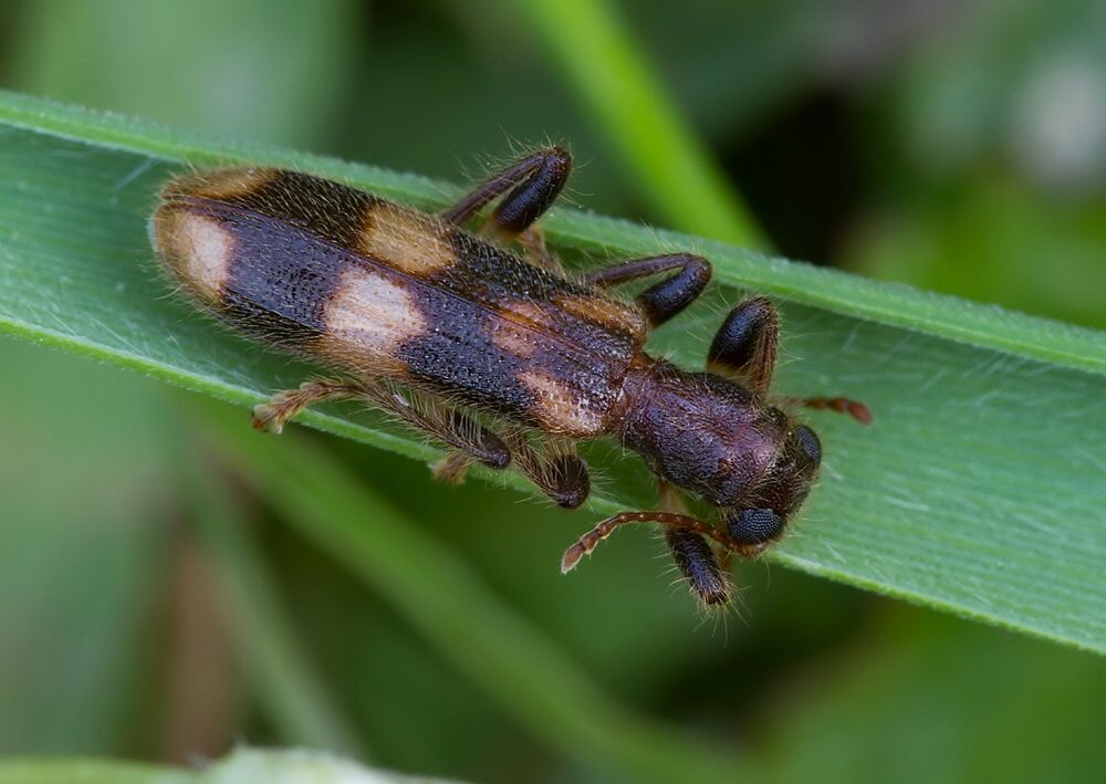 Opilo mollis