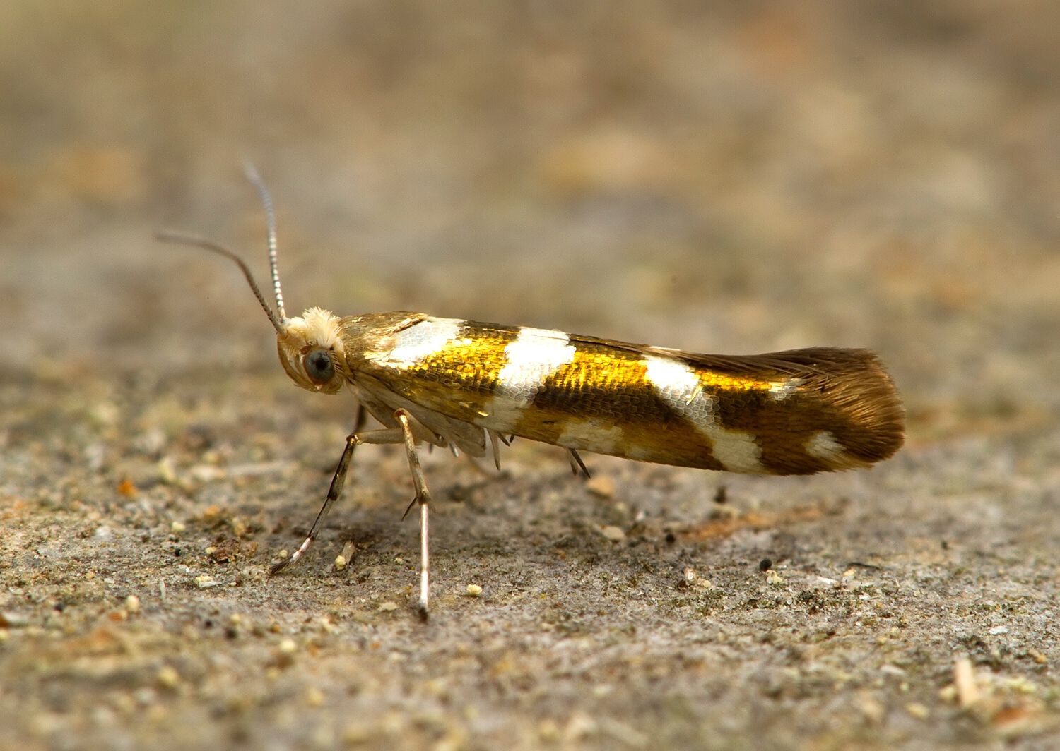Argyresthia goedartella