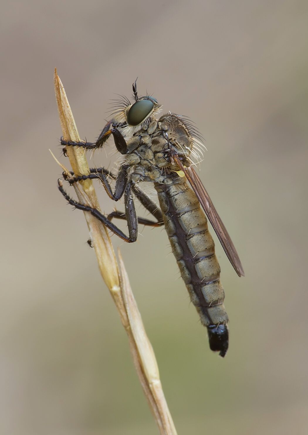 Dysmachus bifurcus