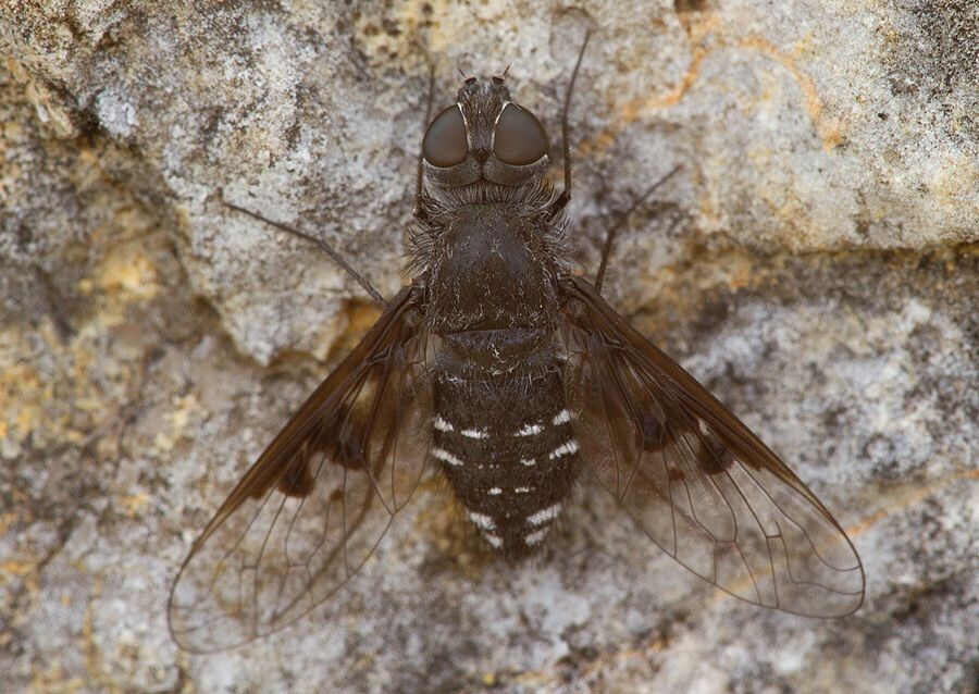 Anthrax trifasciatus
