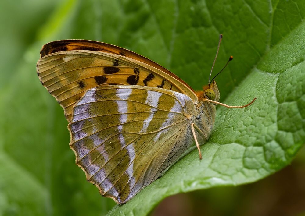Argynnis paphia