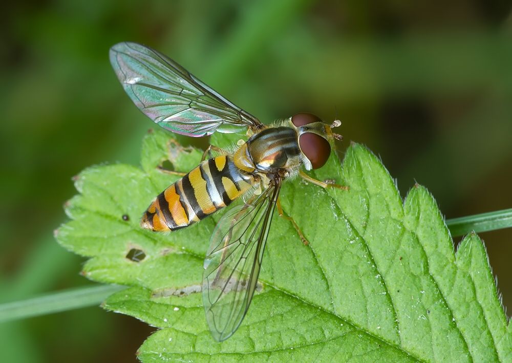 Episyrphus balteatus