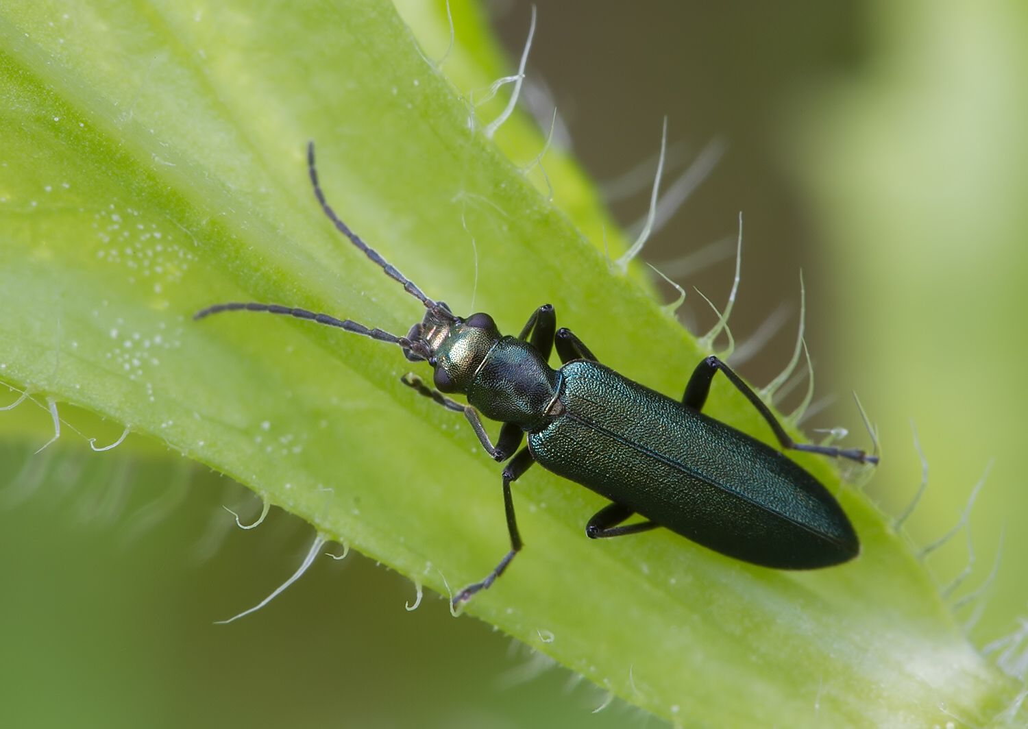 Ischnomera cinerascens