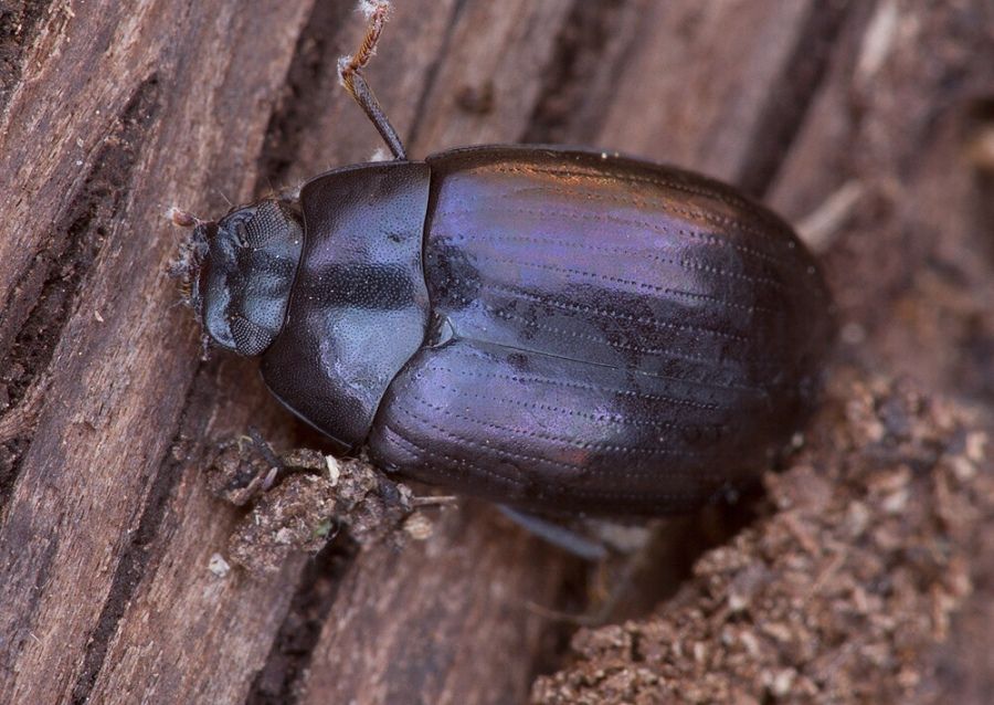 Platydema violaceum