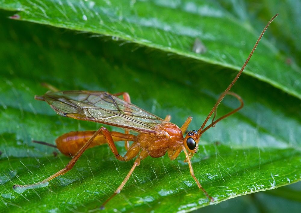 Zele albiditarsus