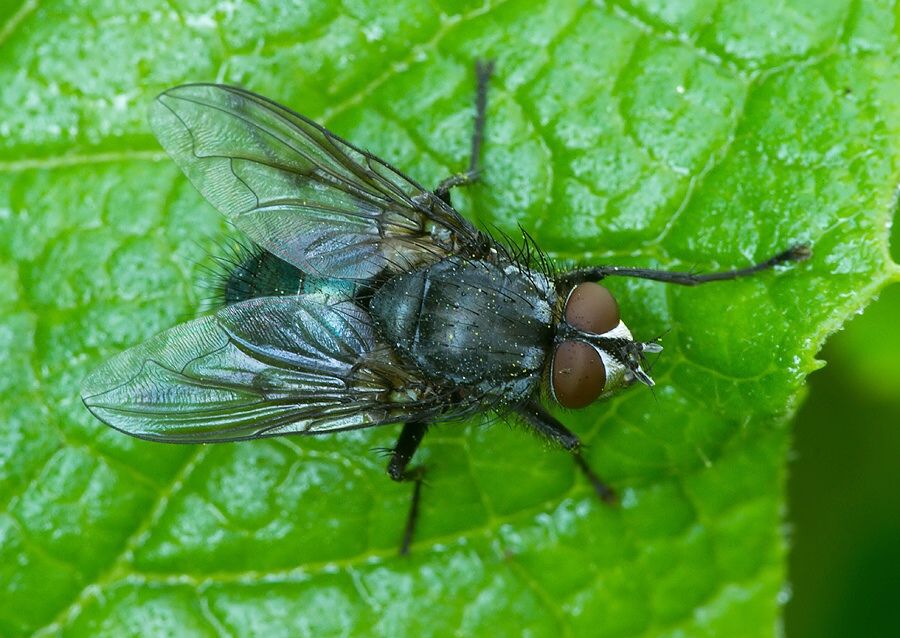 Calliphora loewi