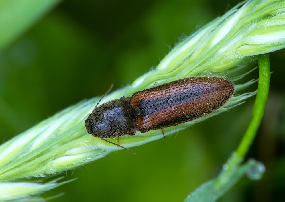 Athous vittatus