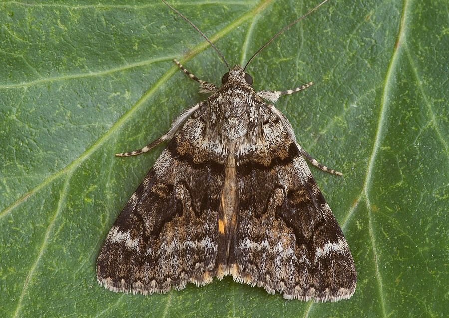 Catocala nymphagoga