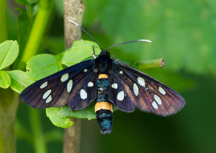 Amata phegea