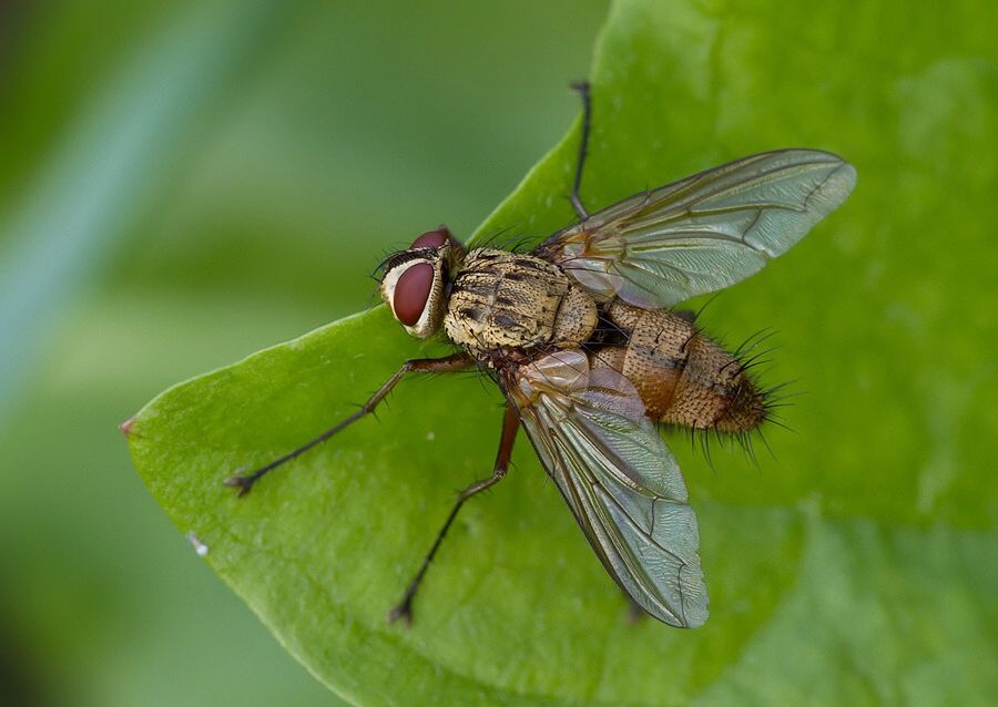 Solieria fenestrata