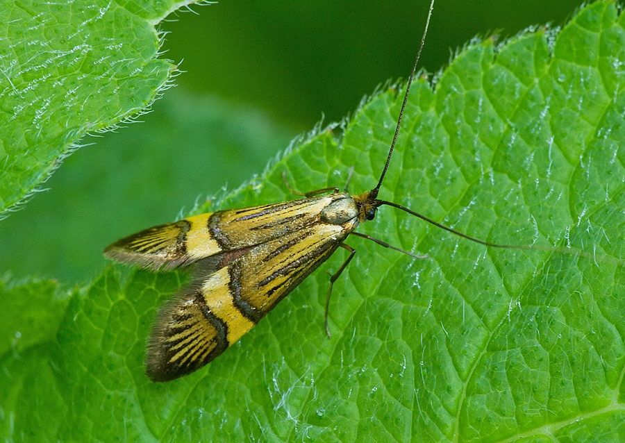 Nemophora degeerella (adéla De Geerova)