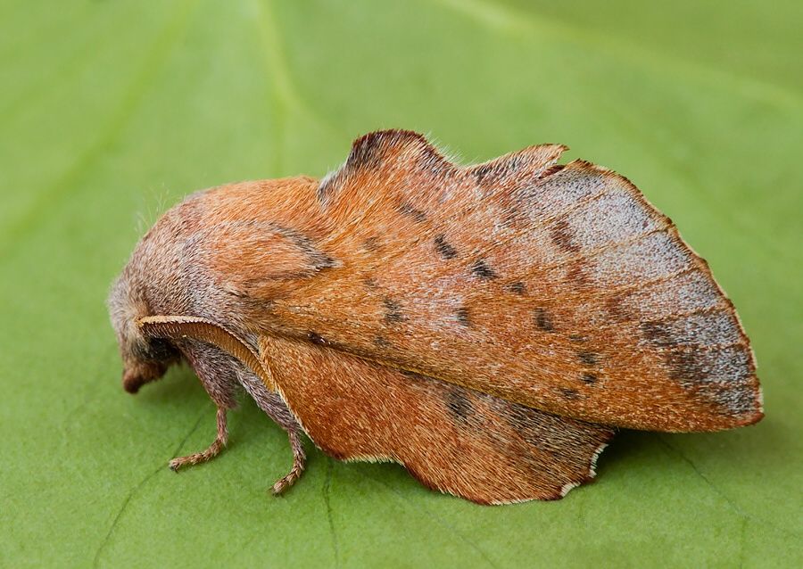 Phyllodesma tremulifolium