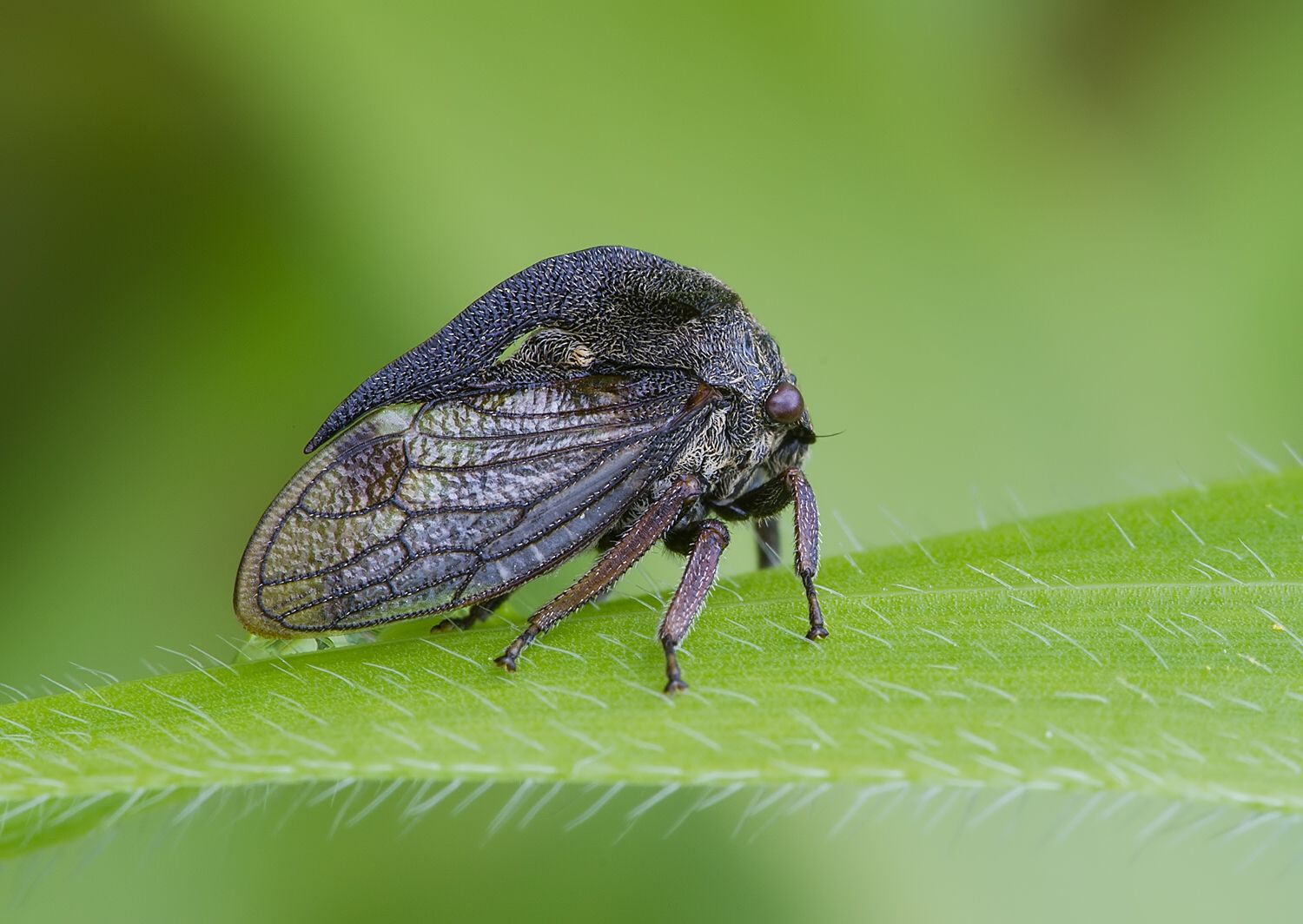 Centrotus cornutus