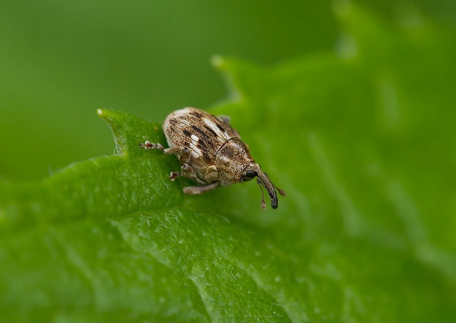Datonychus arquata