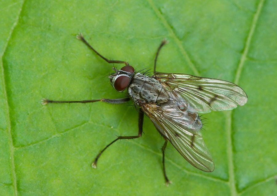 Anthomyia confusanea