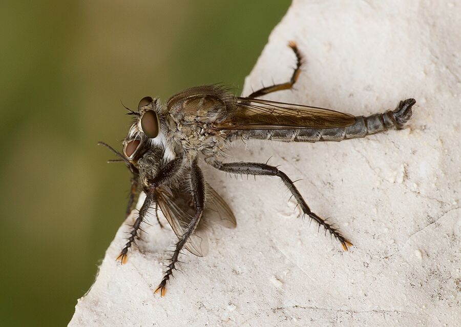 Machimus setibarbus
