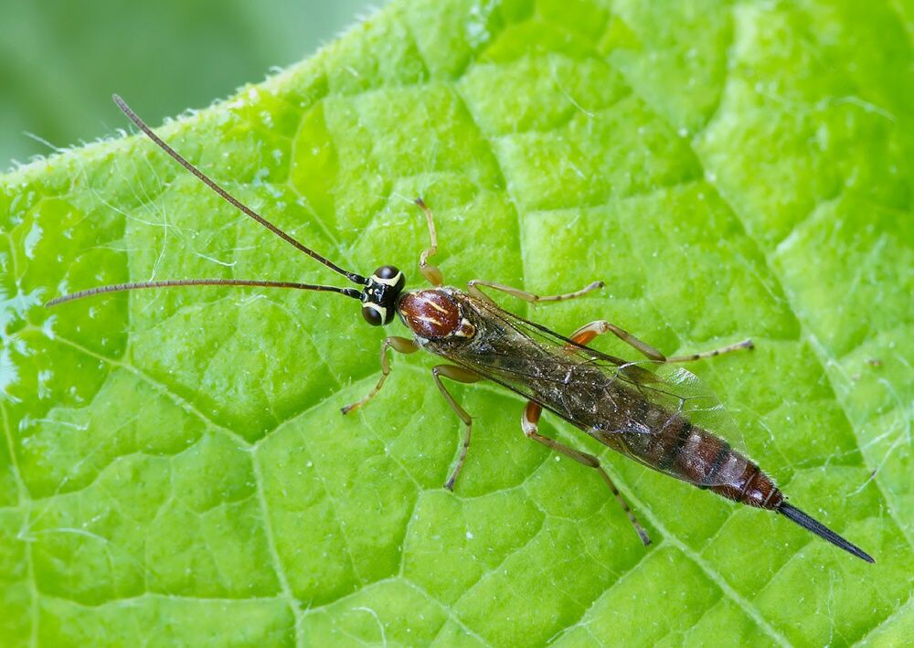 Tromatobia lineatoria