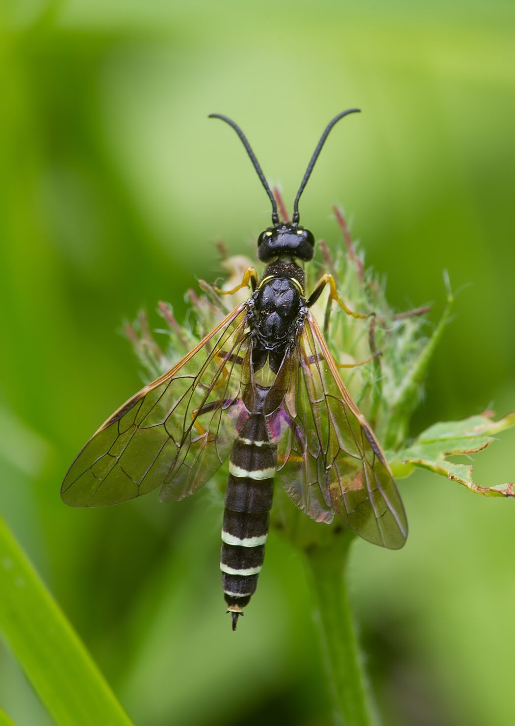 Hartigia linearis