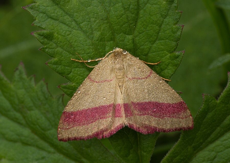 Rhodostrophia vibicaria