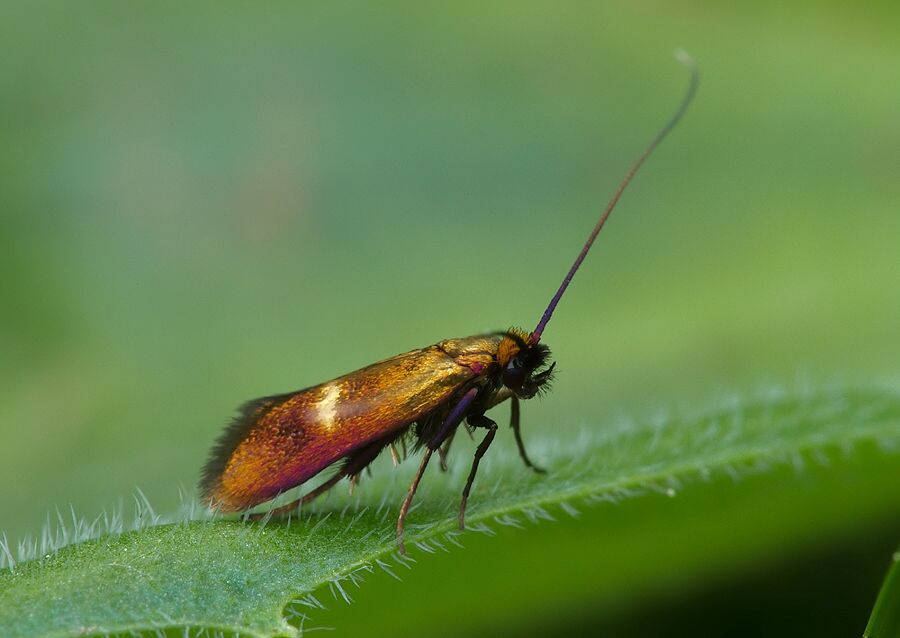 Cauchas rufimitrella