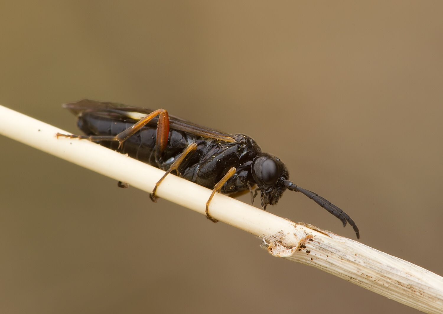 Allantus didymus