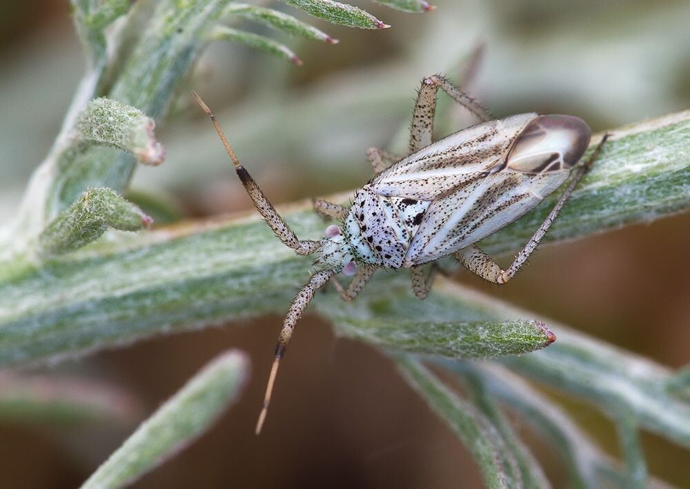 Oncotylus setulosus