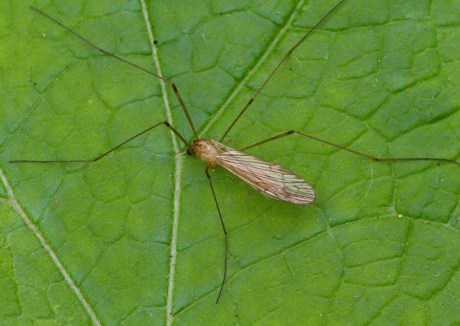 Limonia trivittata