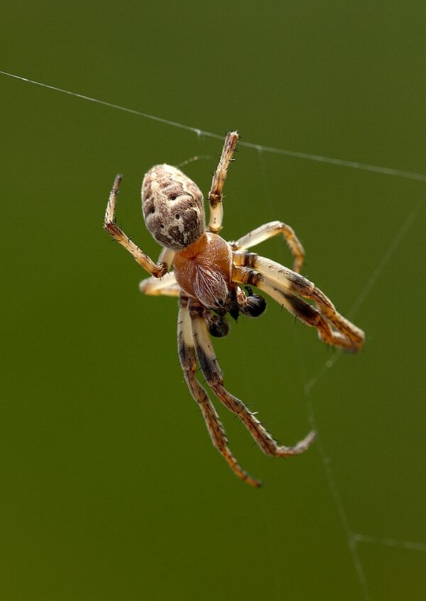 Larinioides suspicax