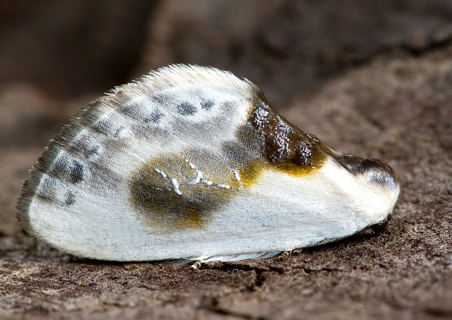 Cilix glaucata