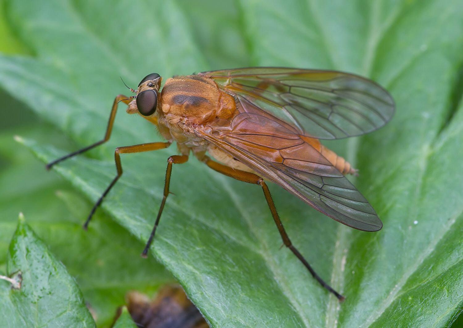 Rhagio tringarius