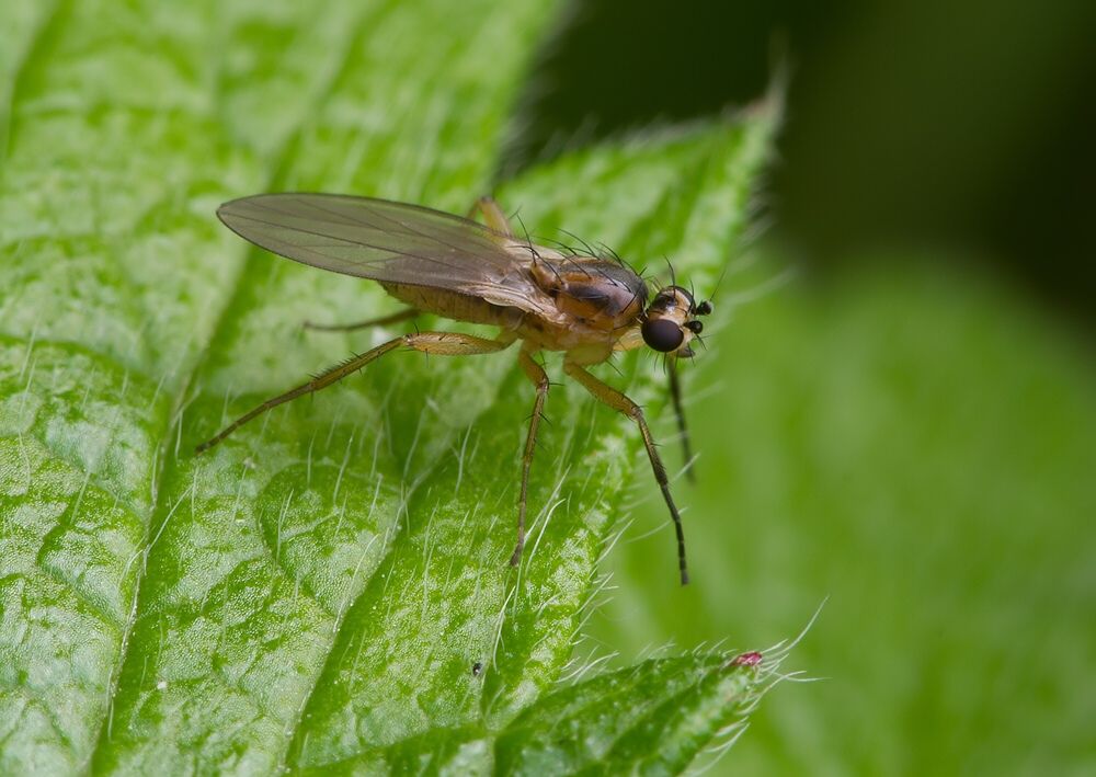Lonchoptera strobli