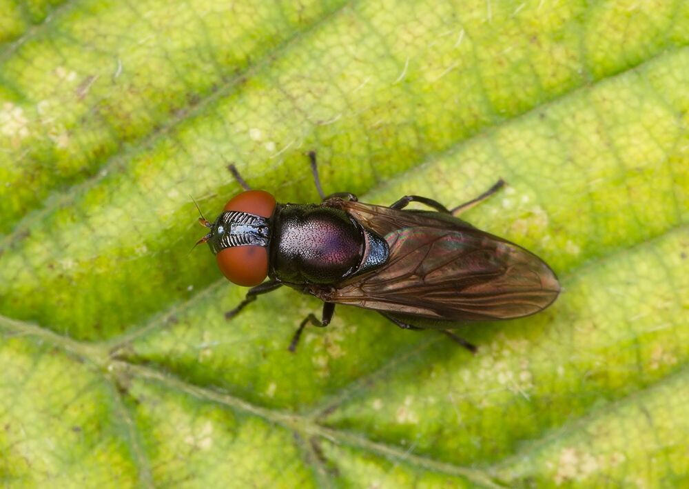Orthonevra nobilis