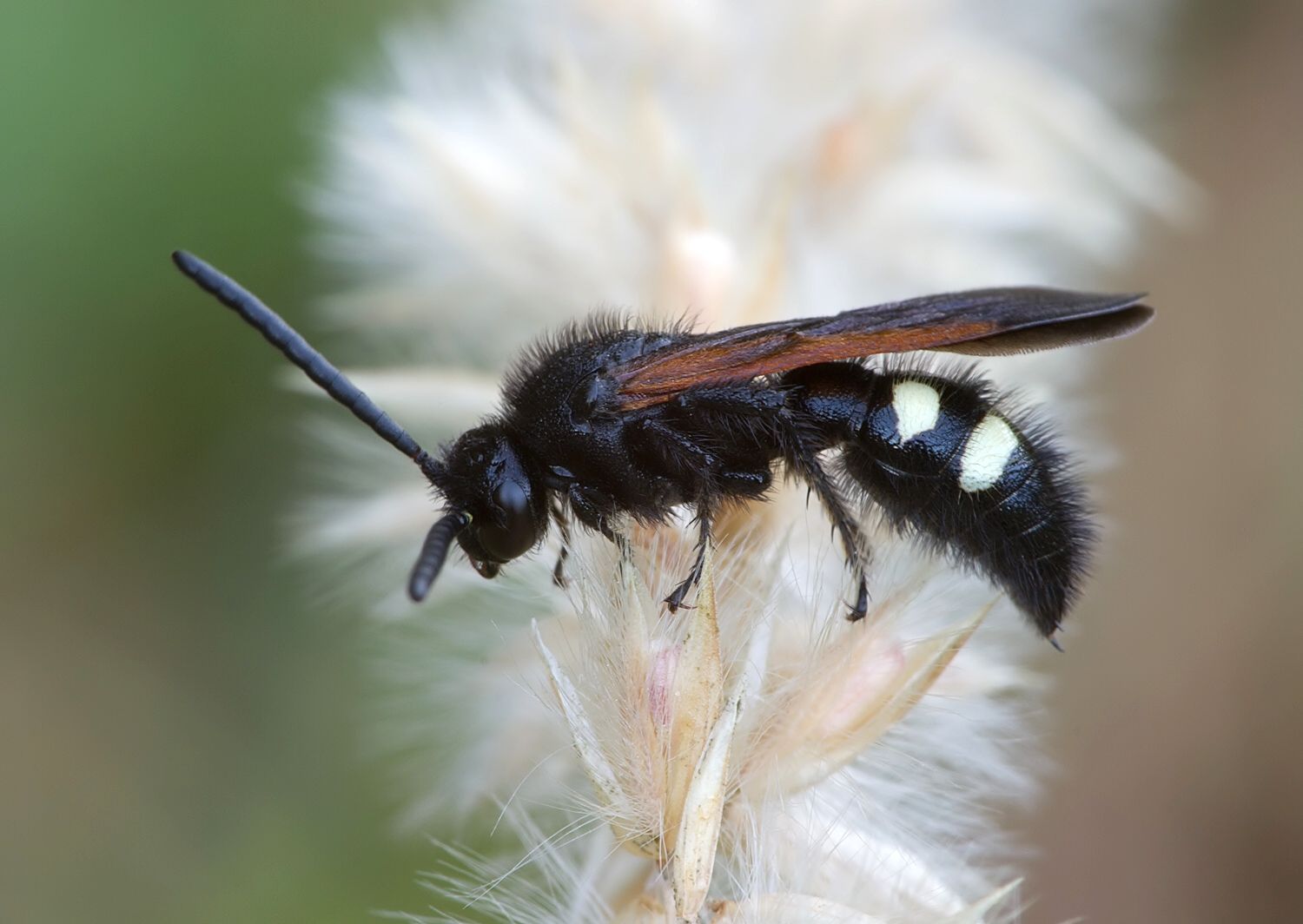 Scolia sexmaculata