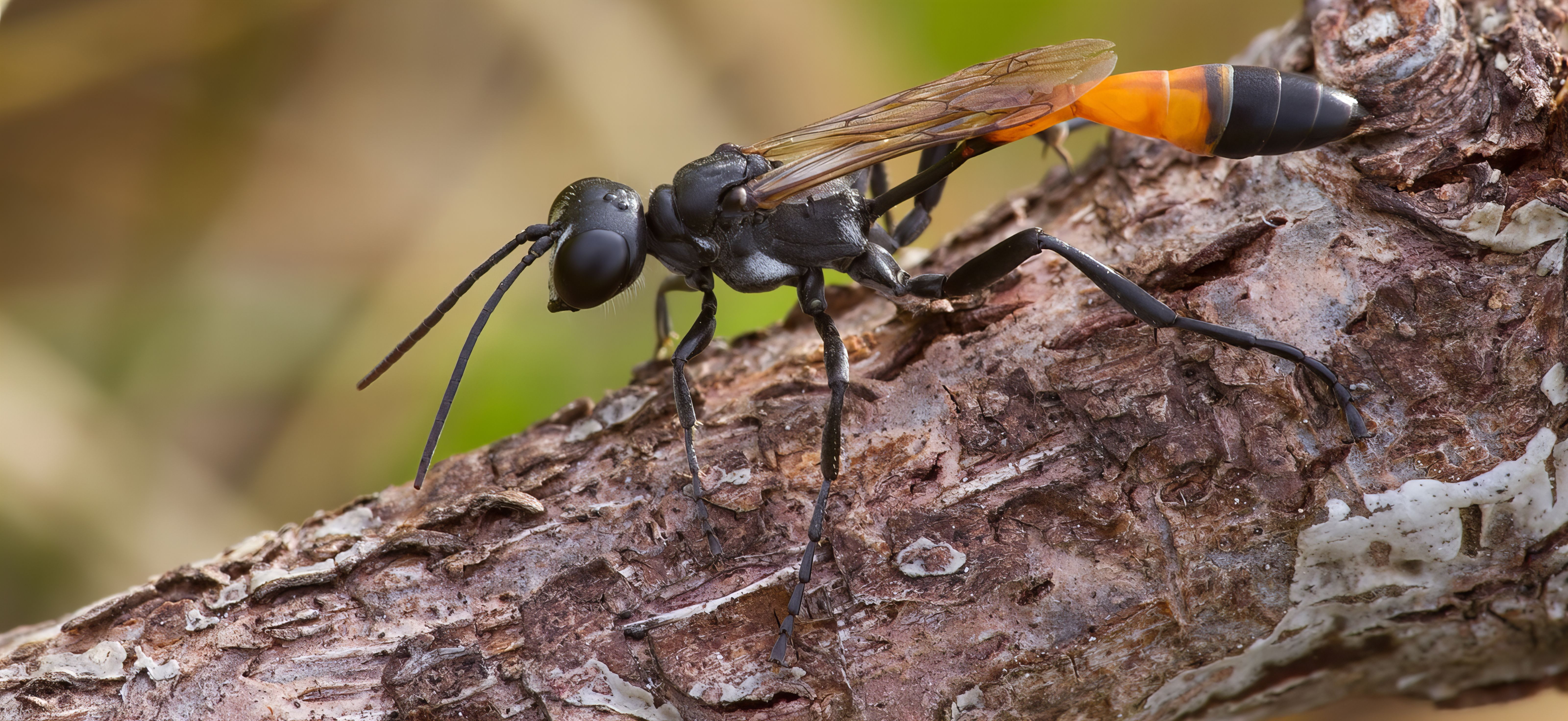 Hymenoptera