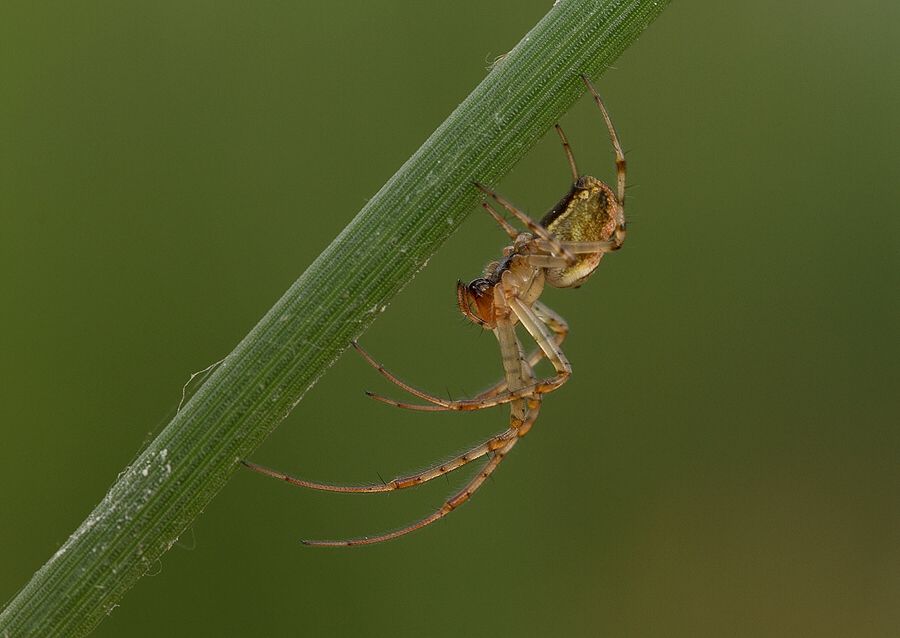 Metellina cf. segmentata