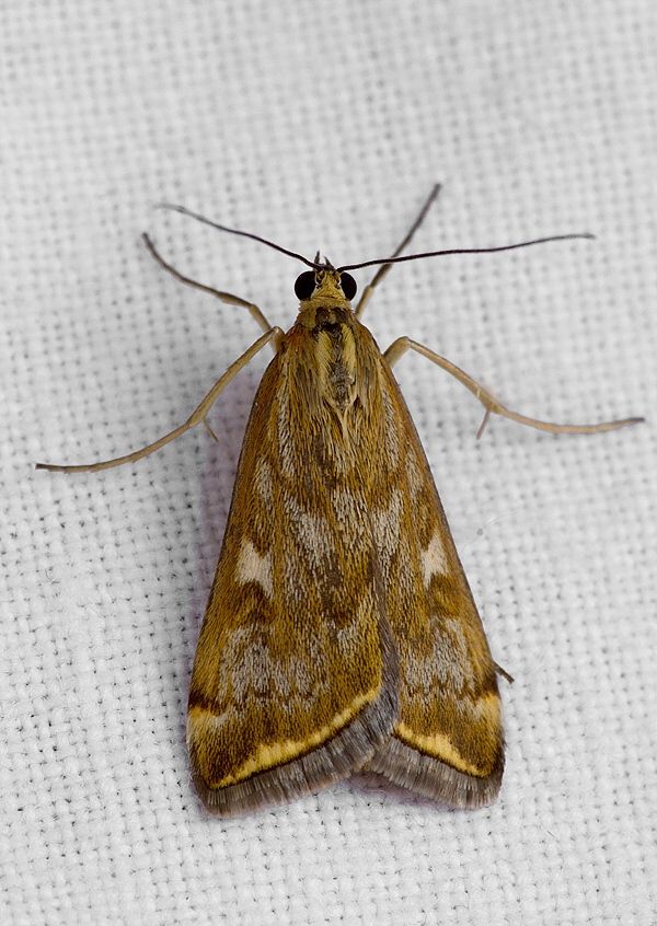 Loxostege sticticalis