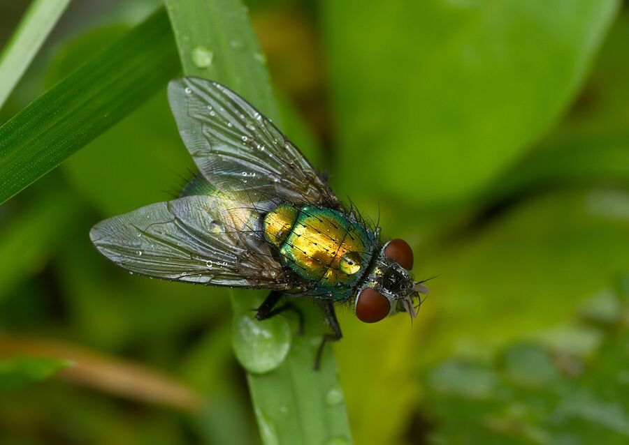Lucilia silvarum