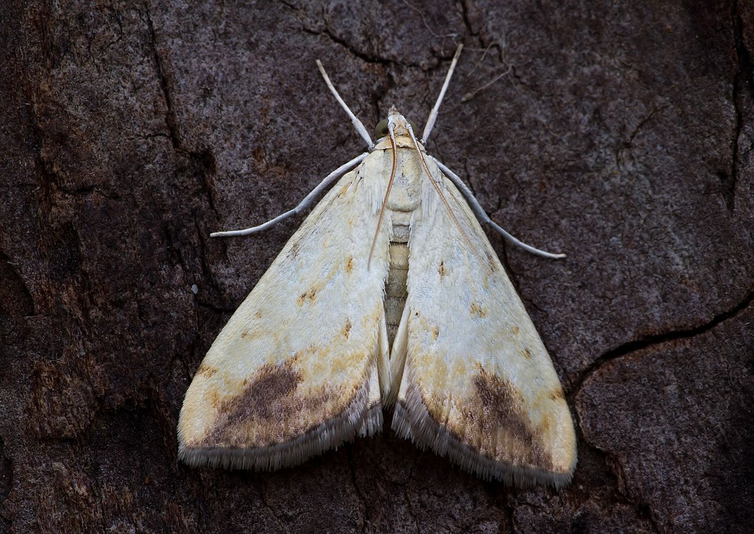 Evergestis extimalis