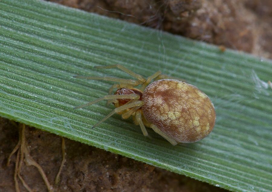 Nigma flavescens