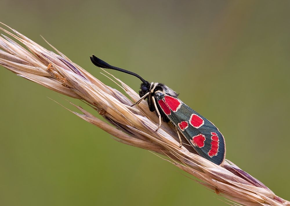 Zygaena carniolica