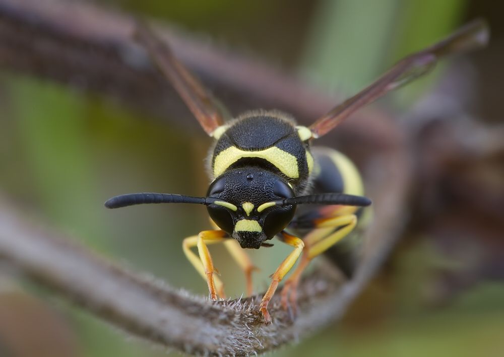 Eumenes coarctatus