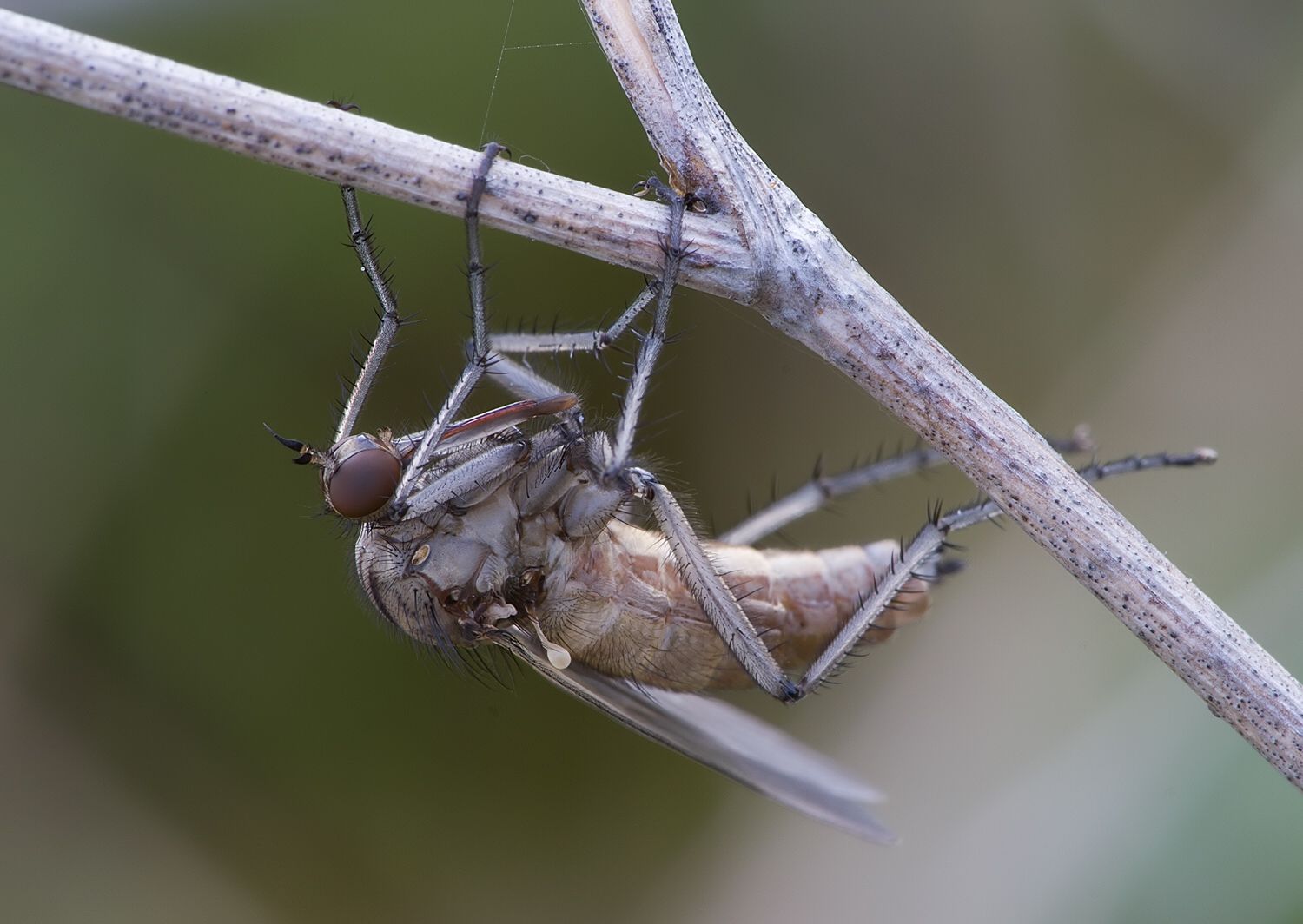 Empis melanotricha