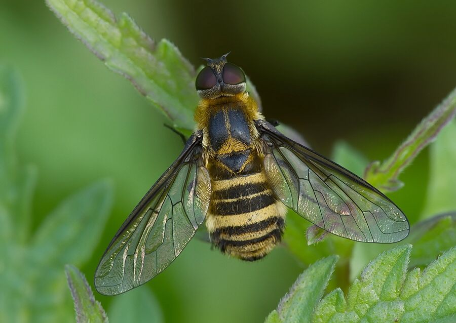 Villa cingulata