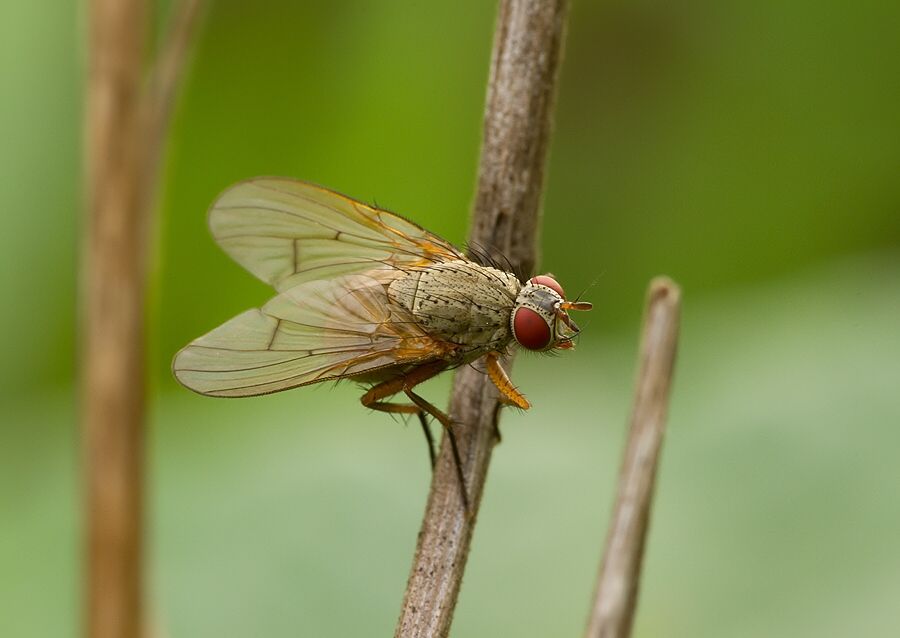 Hydrophoria linogrisea