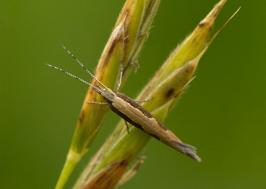 Plutella xylostella