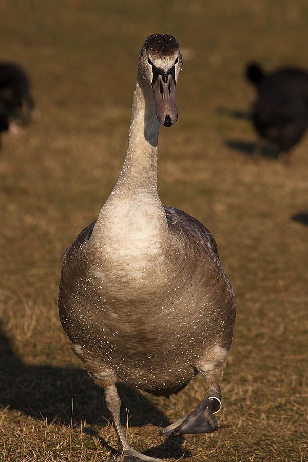 Cygnus olor (labuť veľká)